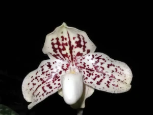 Image of Paphiopedilum leucochilum 4